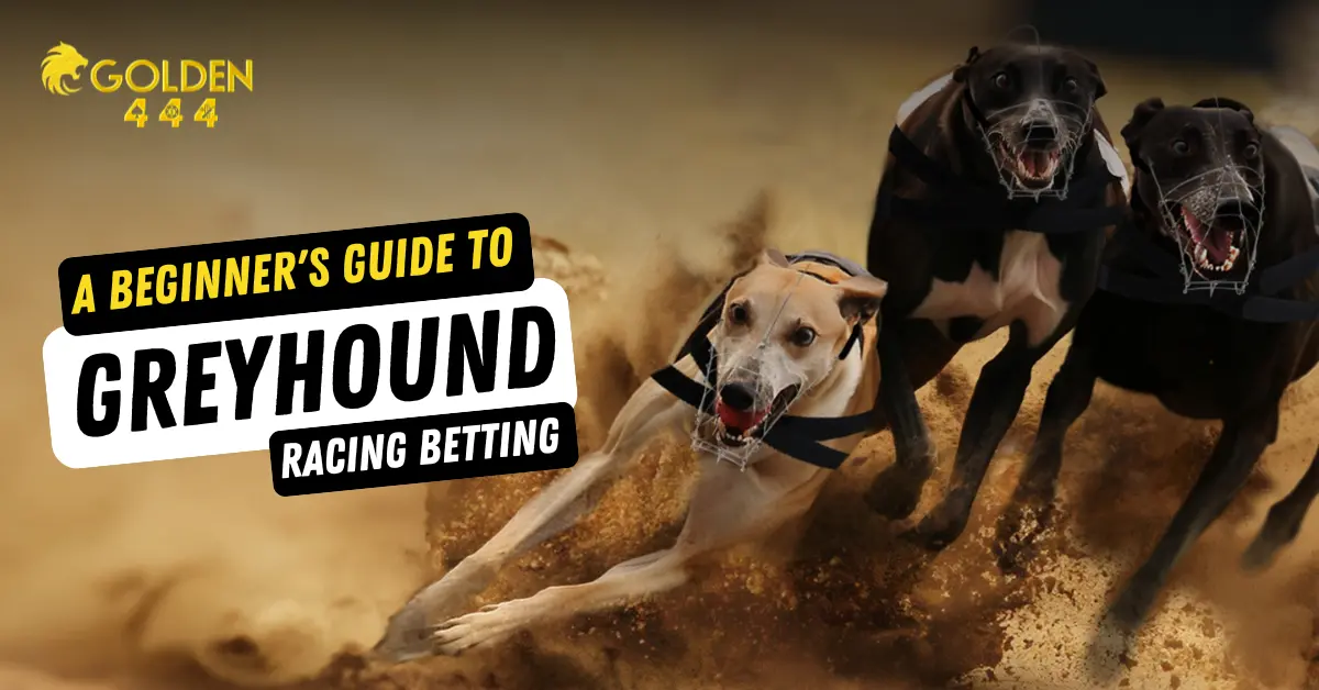 How to Win at Greyhound Racing Betting: A Step-by-Step Guide